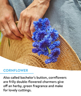 Butterflies and hummingbirds visit Burpee flowers in this mix for seasonal color