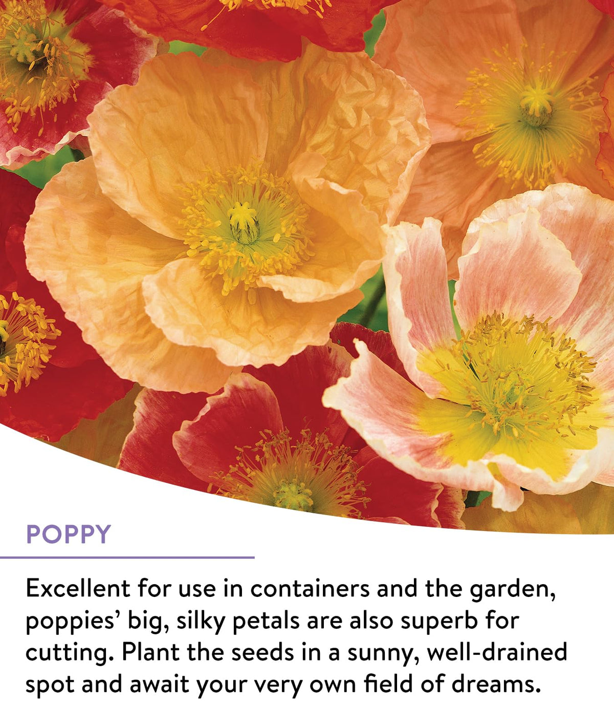 Burpee Wildflower easy-to-sow perennial mix supports easy, colorful blooms.