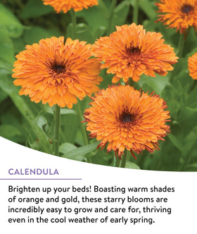 Burpee Wildflower pollinator-friendly seeds nurture bees and butterflies.