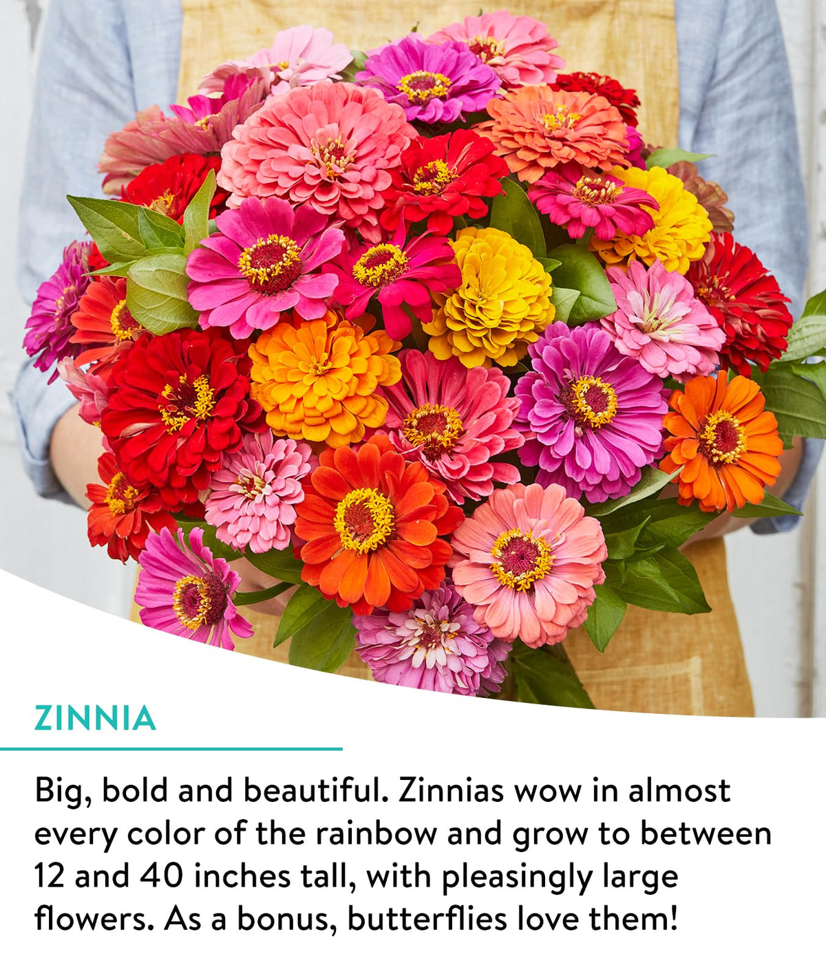 Burpee Wildflower Cutting Mix showing pink and red zinnias for vibrant bouquets.