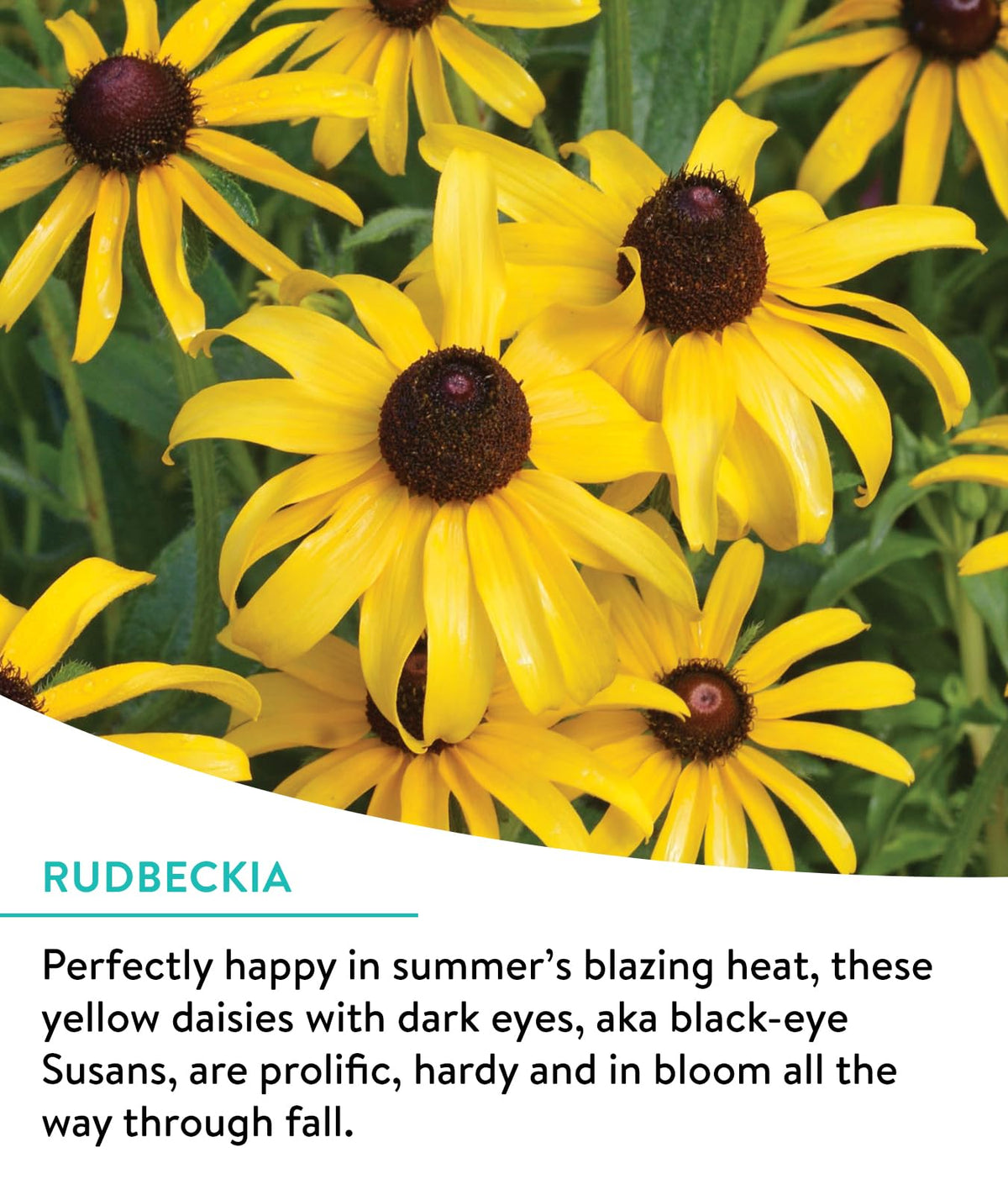 Pollinator-friendly Burpee Cutting Mix attracts butterflies and bees to the garden.