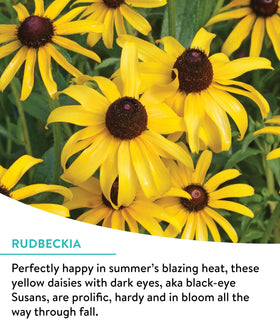 Pollinator-friendly Burpee Cutting Mix attracts butterflies and bees to the garden.