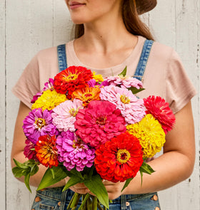 Burpee Zinnia blooms resemble dahlias, ideal for cut flowers and arrangements