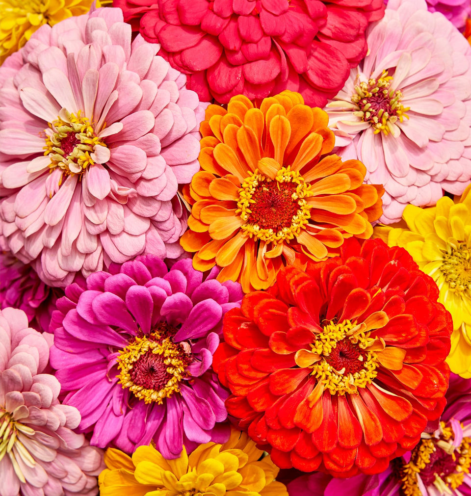 Burpee Zinnia giant flowered mixed colors seeds brighten borders with bold, long-lasting blooms