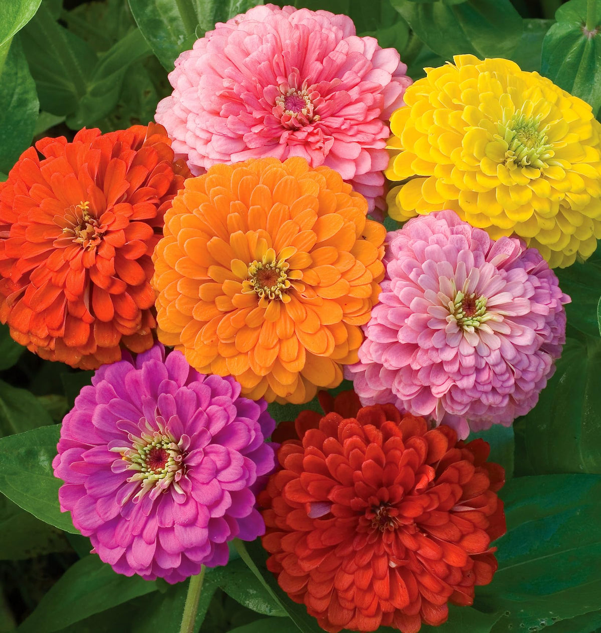 Burpee Zinnia heat-loving seeds for easy color in sunny gardens