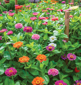 Burpee Zinnia plant reaches 26 inches high with 12 inch spread, delivering long-lasting color