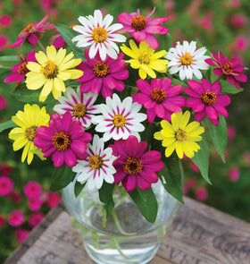 Burpee zinnia Raspberry Lemonade mix flowering zinnia in sunlit border with long-lasting color