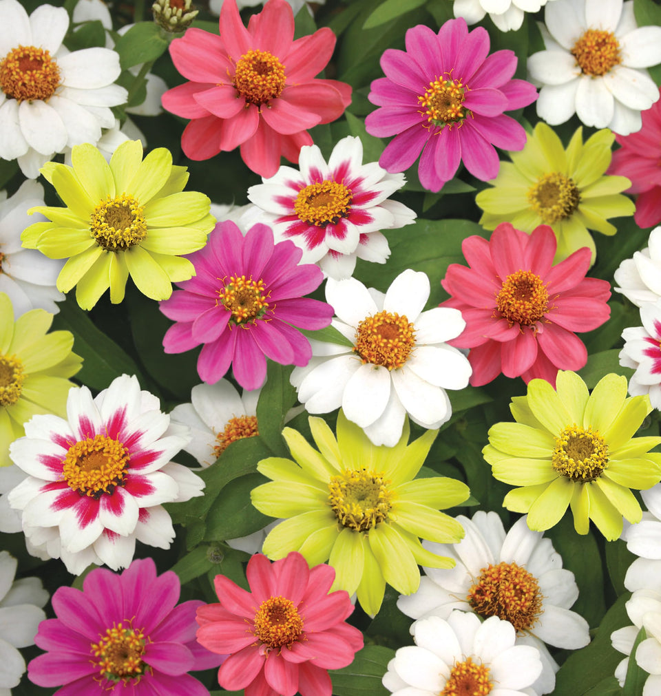 Burpee zinnia Raspberry Lemonade mix seed packet ready for sowing in sunny beds for vibrant blooms