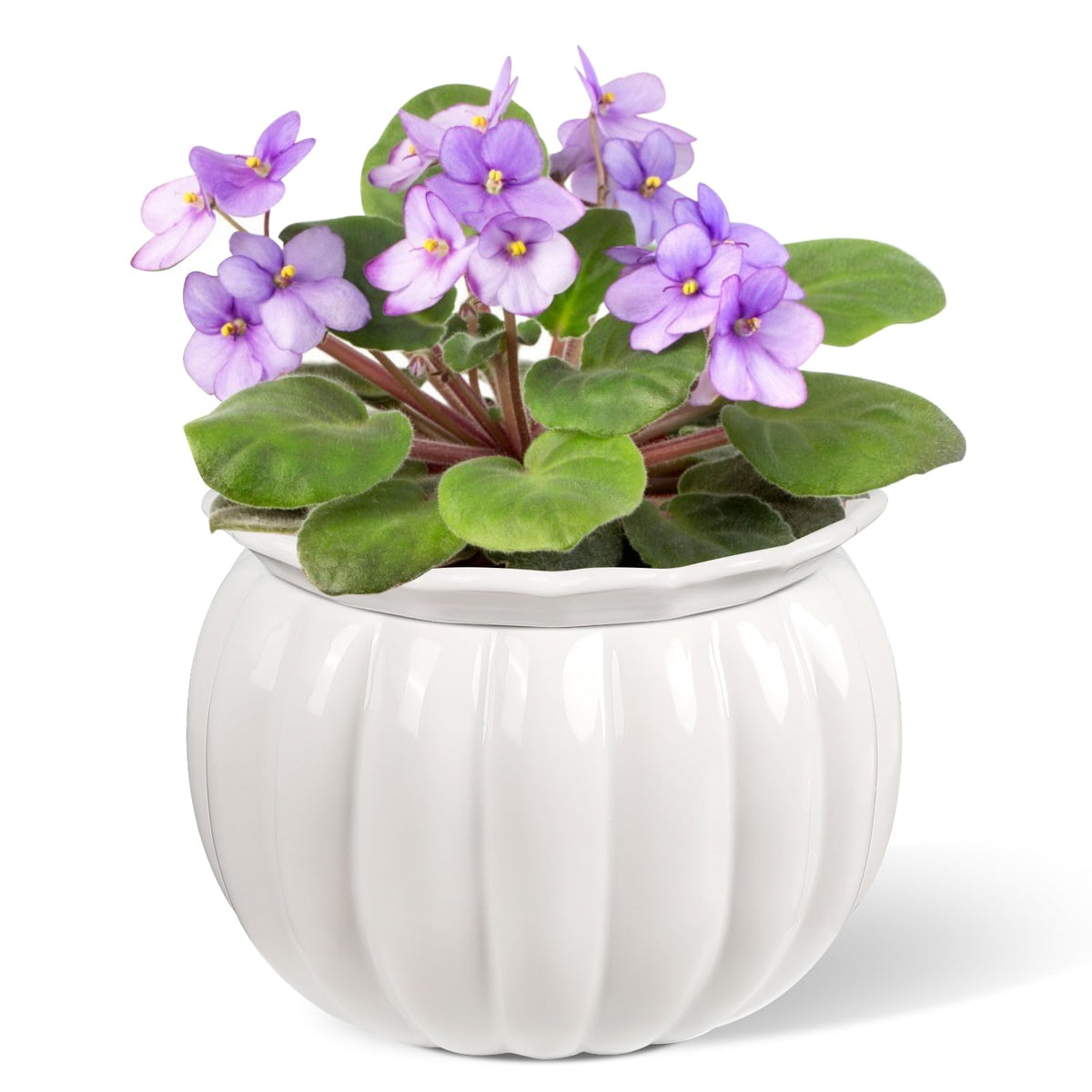 BUYMAX African violet pots with pumpkin-style silhouette add decorative charm while maintaining soil moisture
