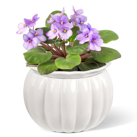 BUYMAX African violet pots with pumpkin-style silhouette add decorative charm while maintaining soil moisture