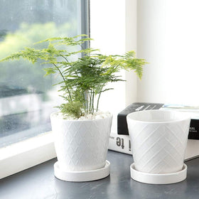 BUYMAX cone-shaped white pot adds modern style to small plants
