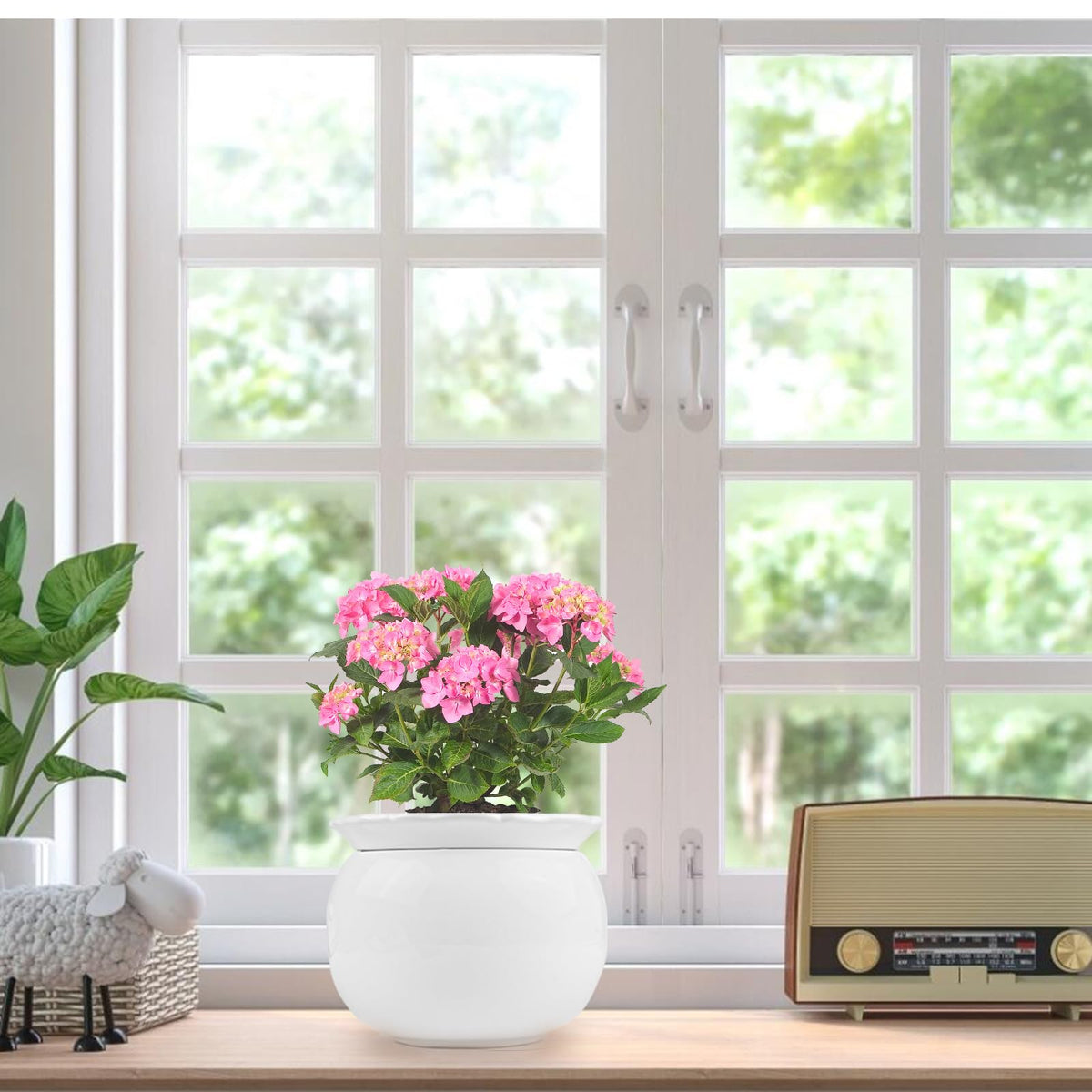 BUYMAX indoor setup featuring African Violet Pot for living room or office
