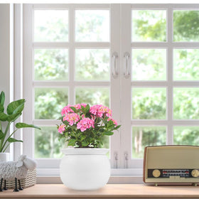 BUYMAX indoor setup featuring African Violet Pot for living room or office