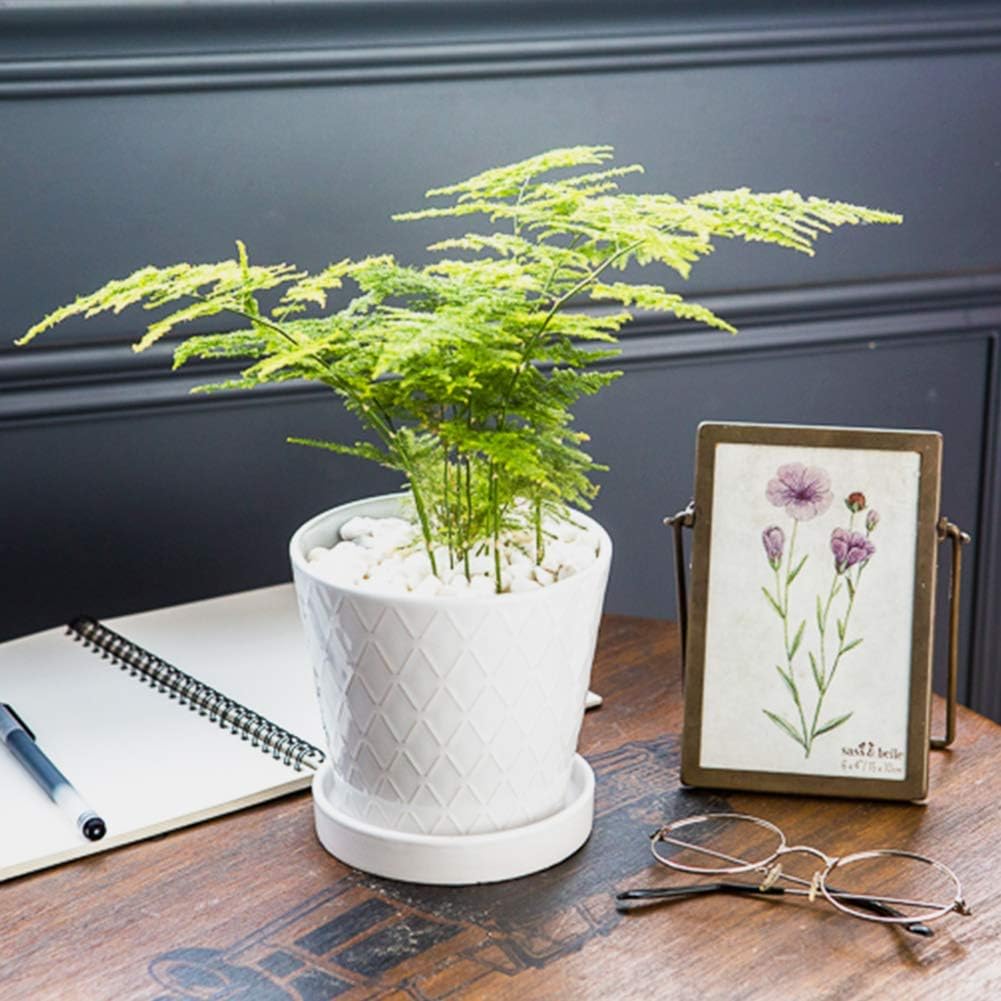 BUYMAX white pot ideal for herbs and succulents on desks