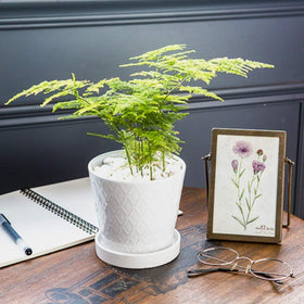 BUYMAX white pot ideal for herbs and succulents on desks