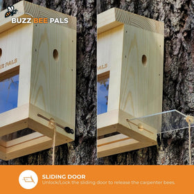 Buzz Bee Pals Patrol Trap B1 wood material natural pine feel