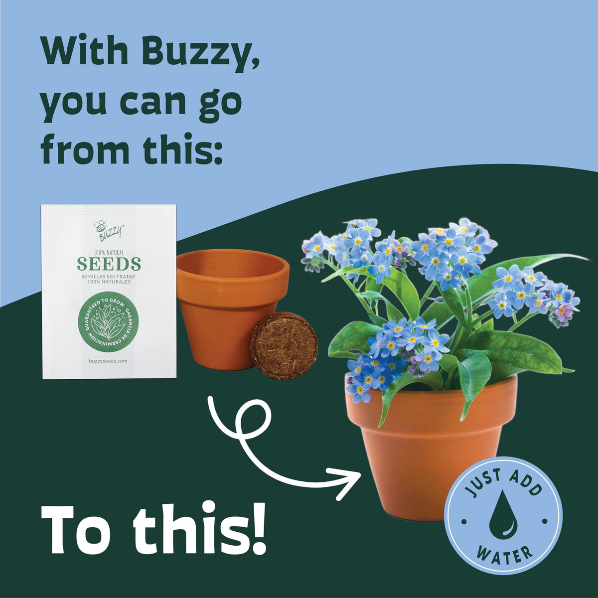 BUZZY Forget Me Not seedlings sprouting in the tray for indoor gardening