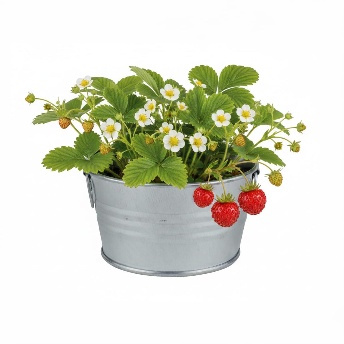 BUZZY Seeds Alpine strawberry seeds packet ready for beginner planting