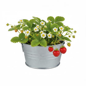 BUZZY Seeds Alpine strawberry seeds packet ready for beginner planting