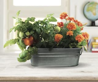 BUZZY Seeds marigolds blooming, brightening a windowsill, desk, or classroom.