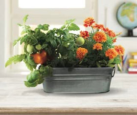 BUZZY Seeds marigolds blooming, brightening a windowsill, desk, or classroom.