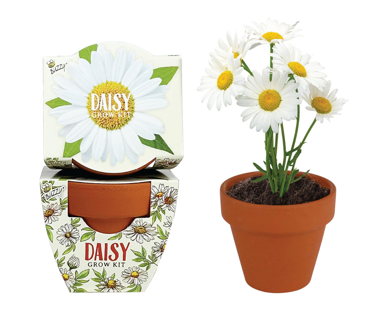 BUZZY Seeds Daydream daisy seeds packets ideal for playful windowsill gardening