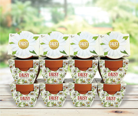 BUZZY Seeds Daydream mini pot close-up for easy indoor seed starting
