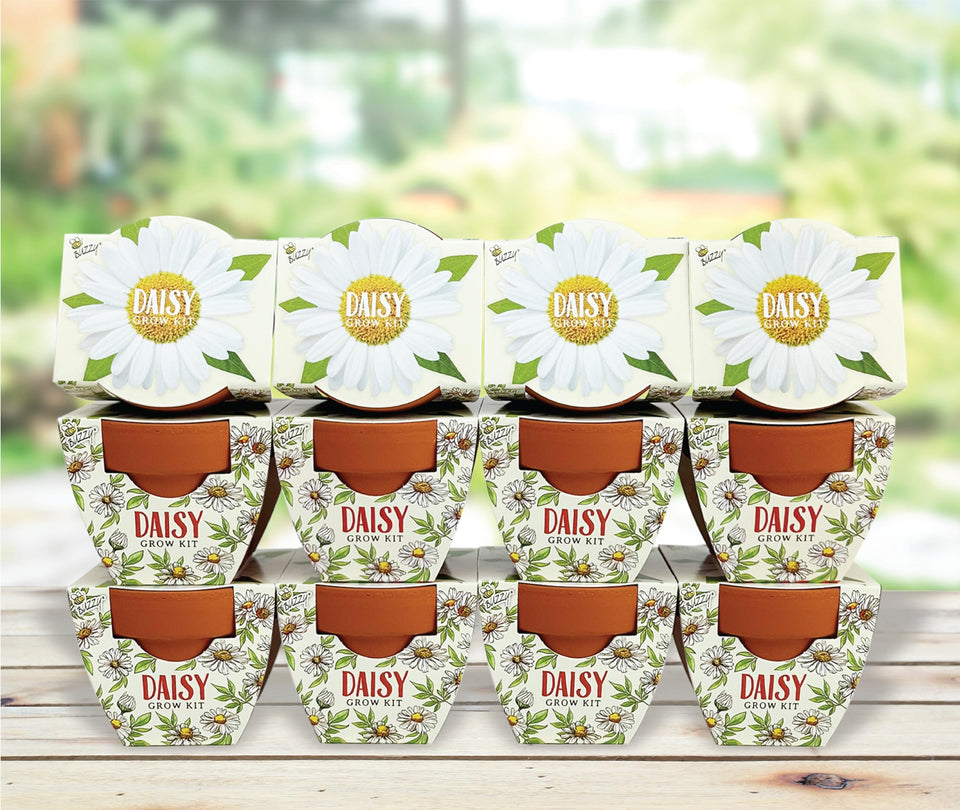 BUZZY Seeds Daydream mini pot close-up for easy indoor seed starting