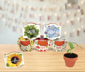 BUZZY Seeds Daydream gift-ready packaging for weddings and celebrations