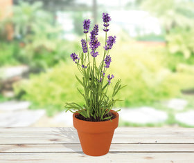 Growing medium and instructions from BUZZY for easy planting