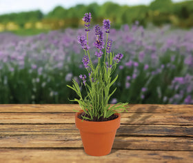 BUZZY seeds on a sunny windowsill display for home decor