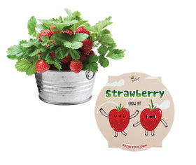 BUZZY Seeds mini basin strawberry seeds kit for easy indoor growing