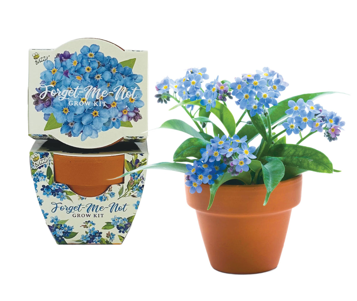 BUZZY mini terracotta pots close-up showcasing delicate forget-me-not blooms