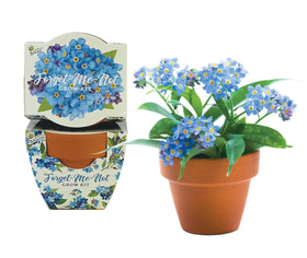 BUZZY mini terracotta pots close-up showcasing delicate forget-me-not blooms