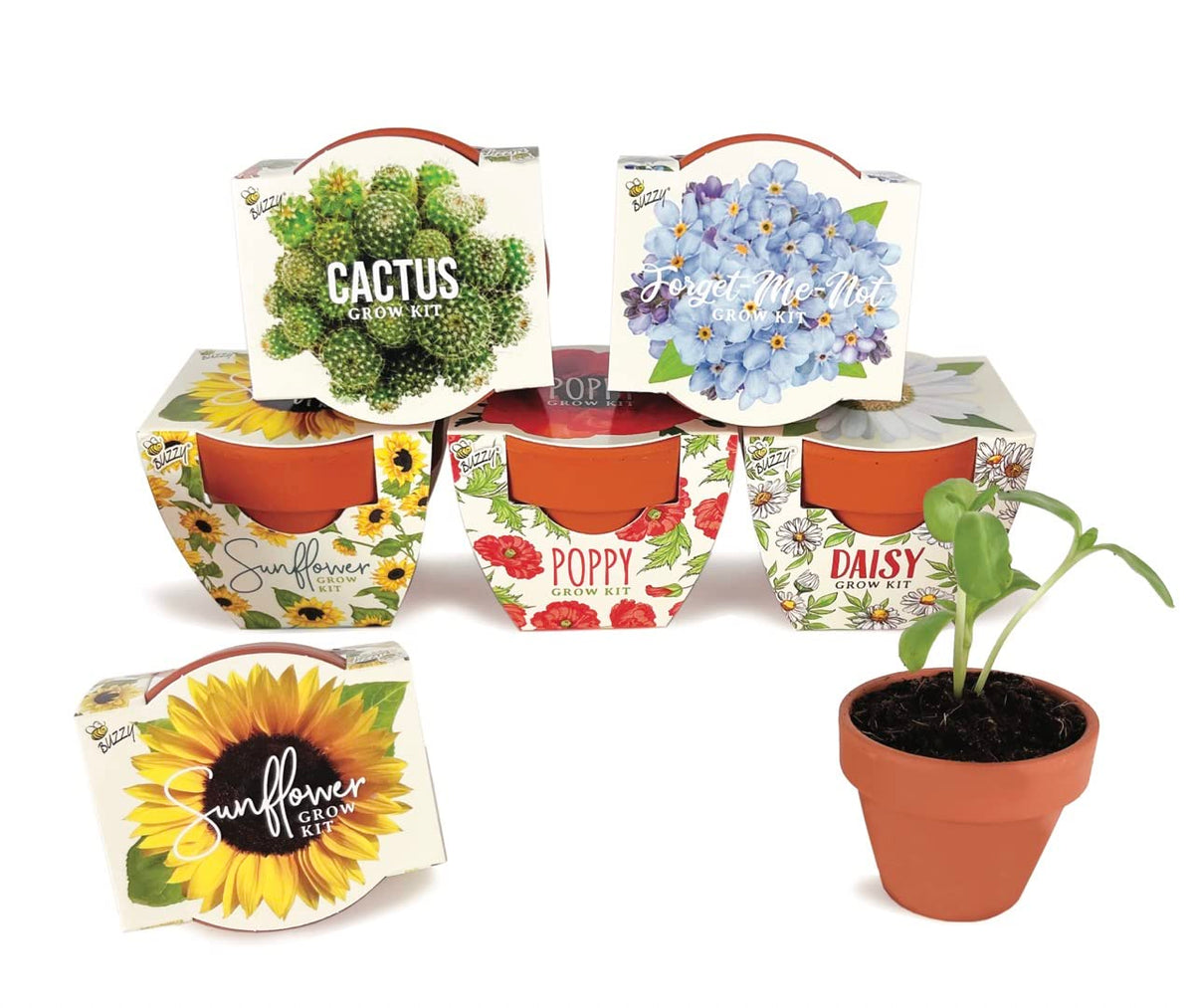 BUZZY Seeds Daydream mini terracotta pots ready for easy indoor seed starting