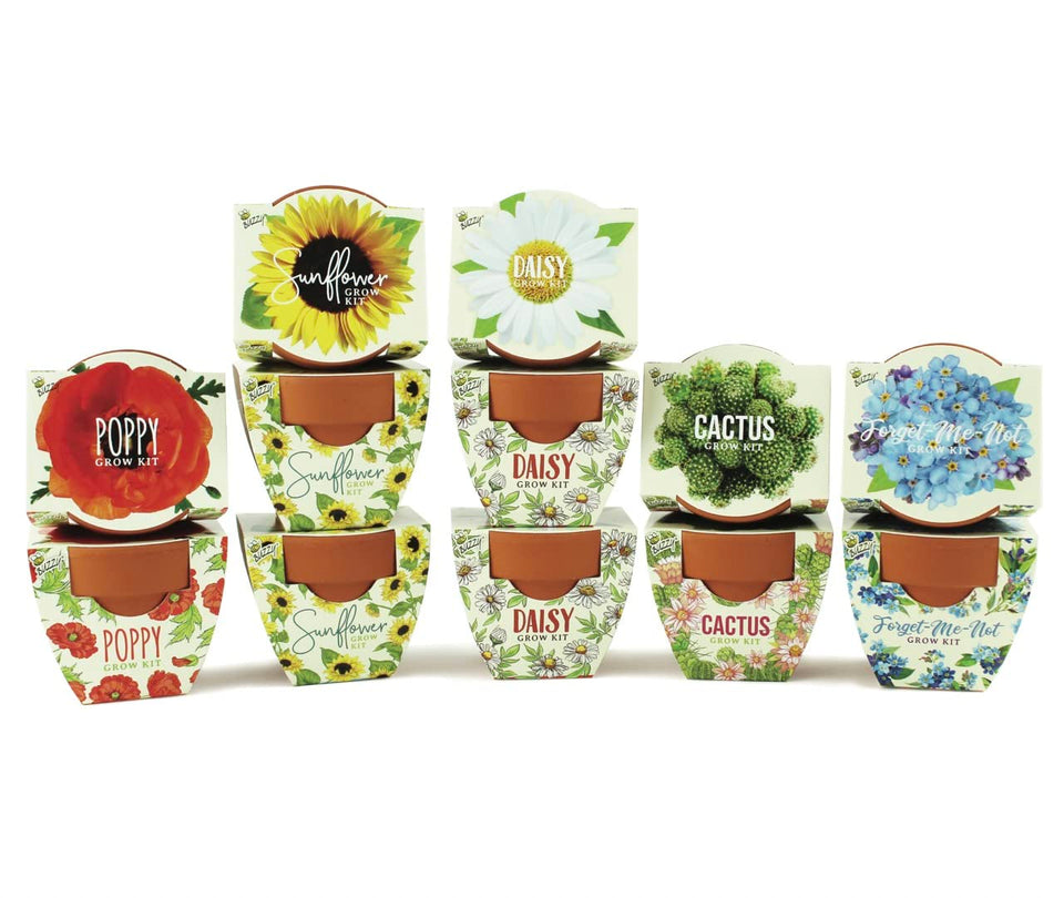 BUZZY Seeds mini terracotta pot with poppy seeds, ideal for indoor blooms.