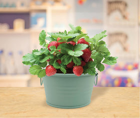 BUZZY strawberry plants growing in basin with blossoms, ready for fresh harvest.