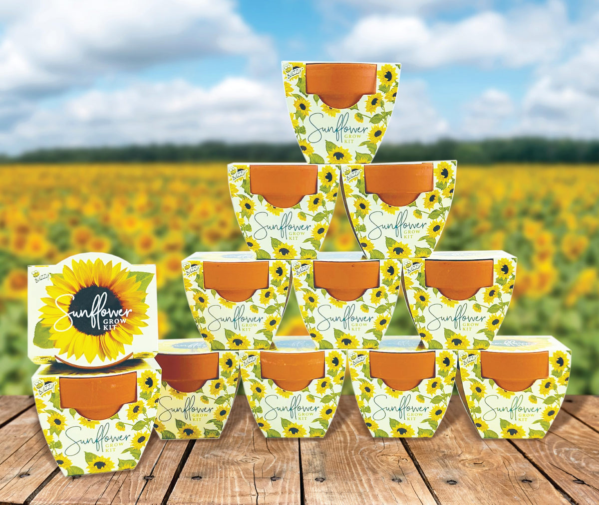 BUZZY Seeds sprouts blossom into bright sunflowers for desks or patios.