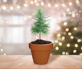 BUZZY Spruce mini kit is ideal for crafts, classrooms, or eco gifts.