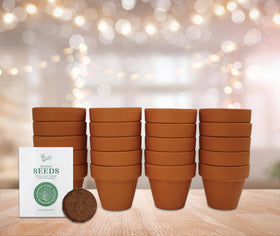BUZZY Spruce kit on a windowsill shows compact setup for care.