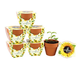 BUZZY Seeds Sunflower Daydream mini terracotta pots ready for indoor planting