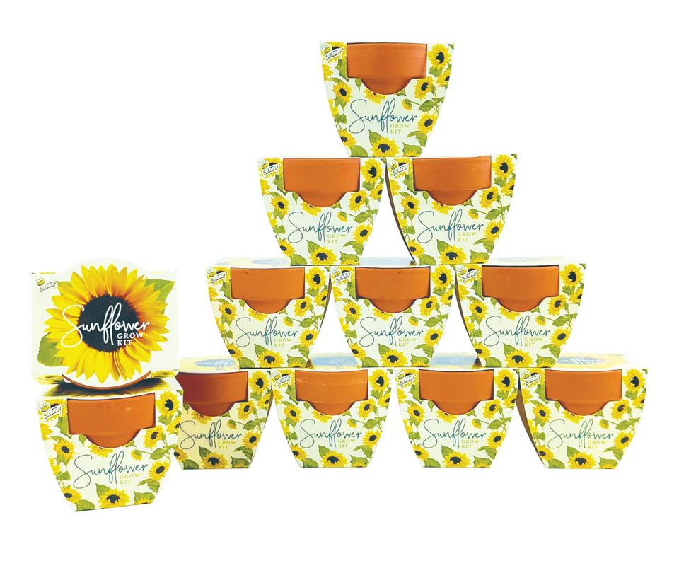 BUZZY Seeds sunflower mini terracotta pot kit ready for indoor garden growth.