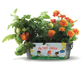 BUZZY Seeds windowsill planter and seeds for a hands-on family garden.