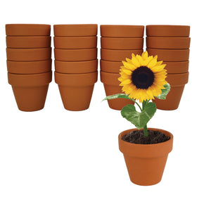 Close-up of BUZZY sunflower seeds and premium packaging for DIY projects