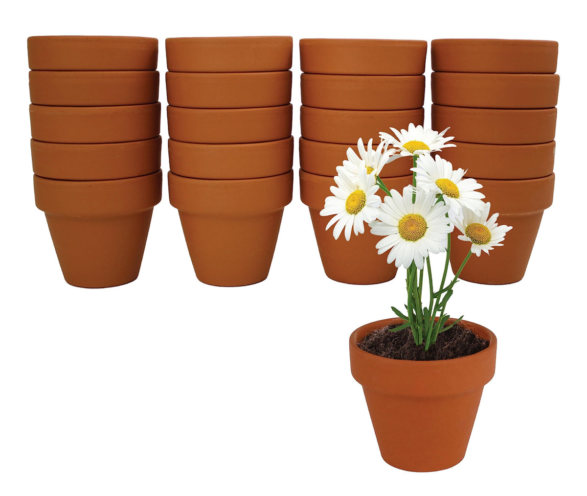 Close-up of BUZZY 5cm terracotta pots for small-space display