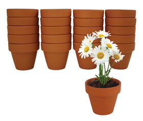 Close-up of BUZZY 5cm terracotta pots for small-space display