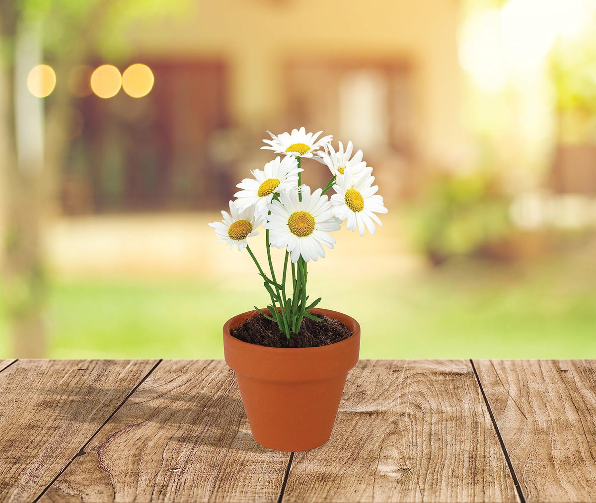 Wedding favor setup with BUZZY daisies and mini pots