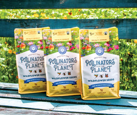 BUZZY Wildflower Seed Mix DIY throw-and-grow shot showing effortless scattering and growth