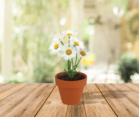 BUZZY daisy kits on a windowsill as bright decor