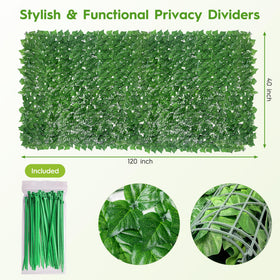 Dense Bybeton ivy on a fence creates lush greenery and privacy